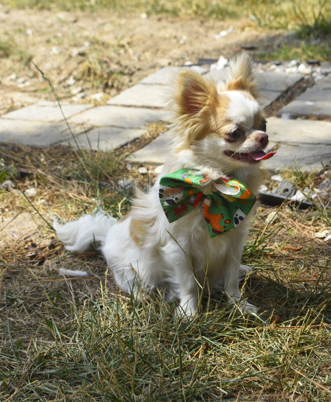 Waiting For a Girl Like You At Charlotte's Web, a Chihuahua at Charlotte's Web of Chihuahuas