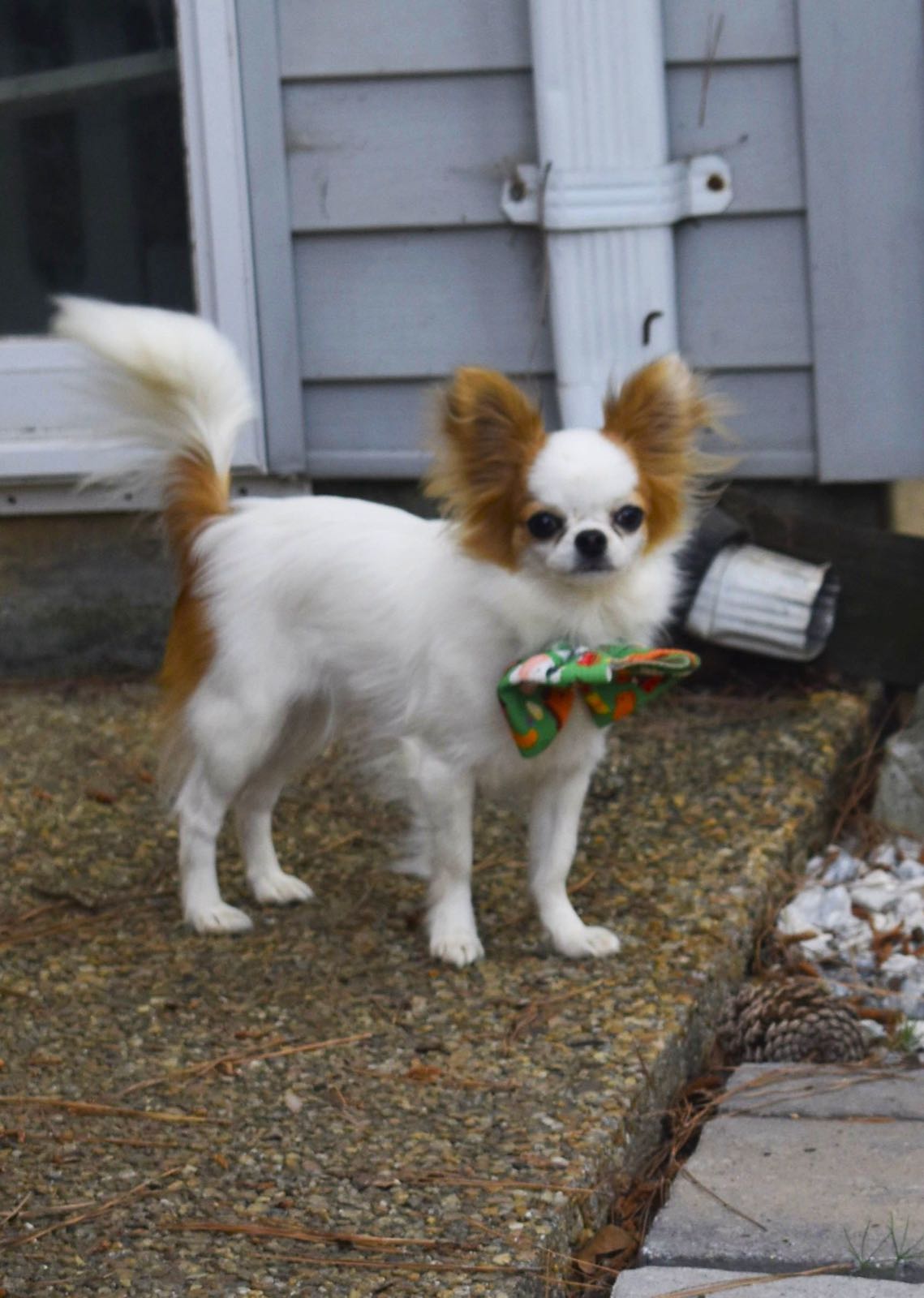 Oakland's Baby Doll Face at Charlotte's Web, a Fawn spotted on White at Charlotte's Web of Chihuahuas