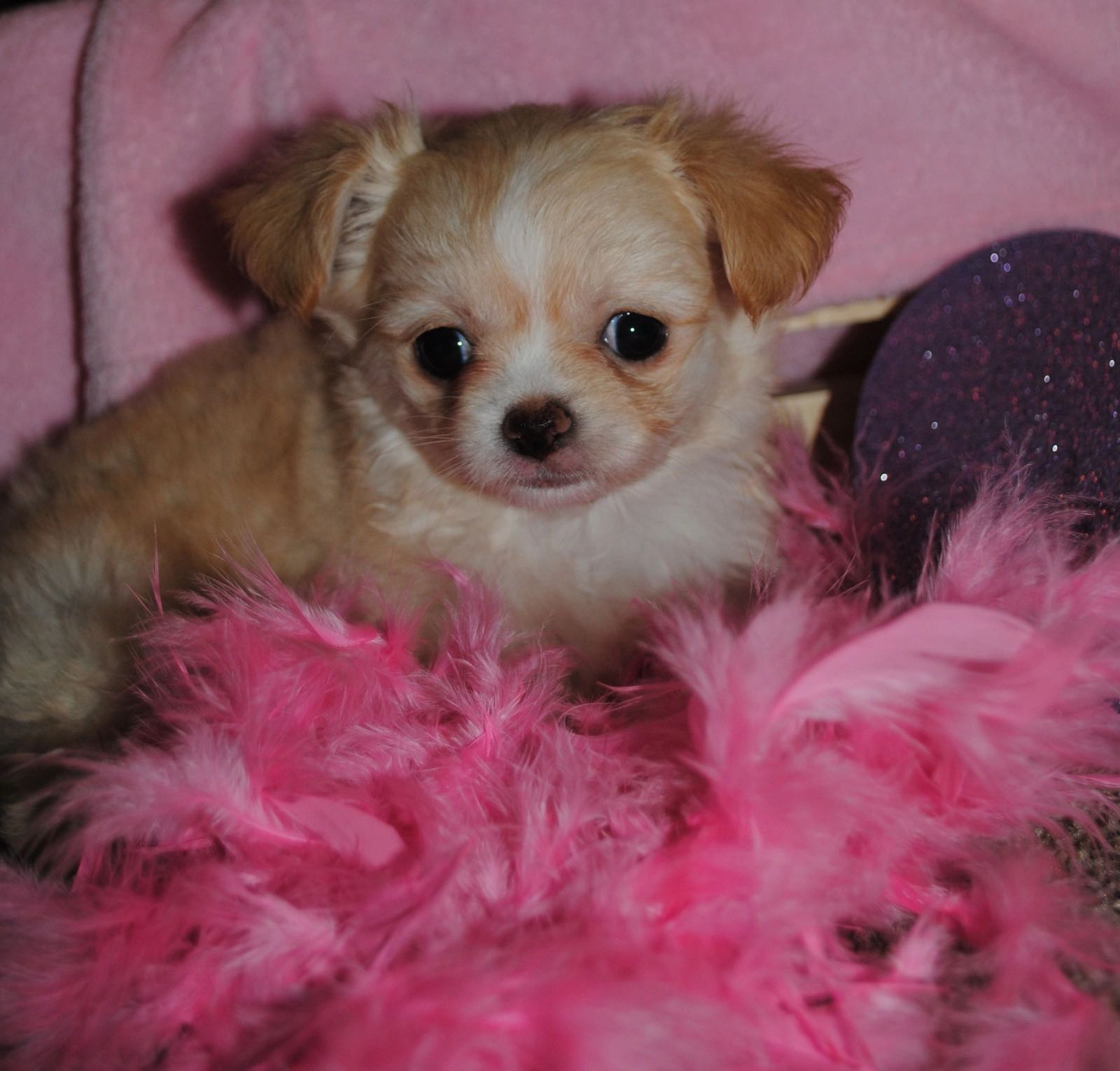 Past Charlotte's Web Chihuahua puppy