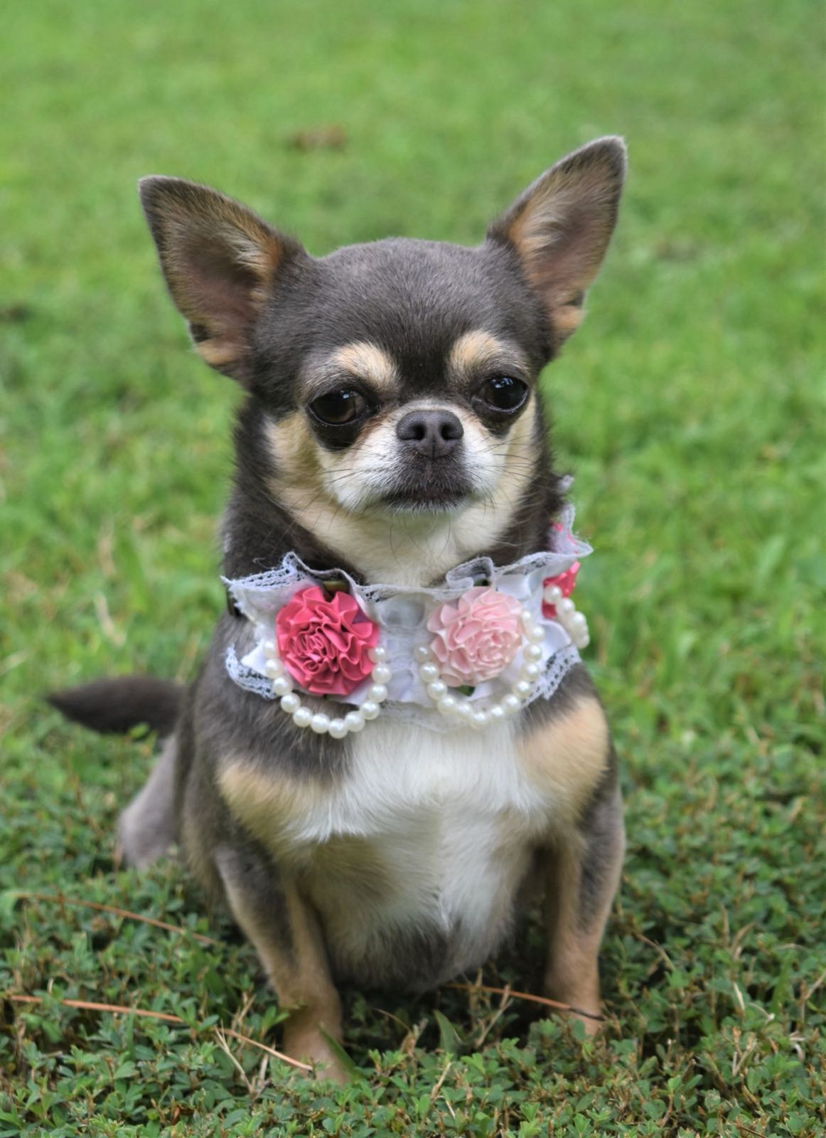 Charlotte's Web's Ellie's Showers of Blue AKA Ellie Mae, a Blue at Charlotte's Web of Chihuahuas