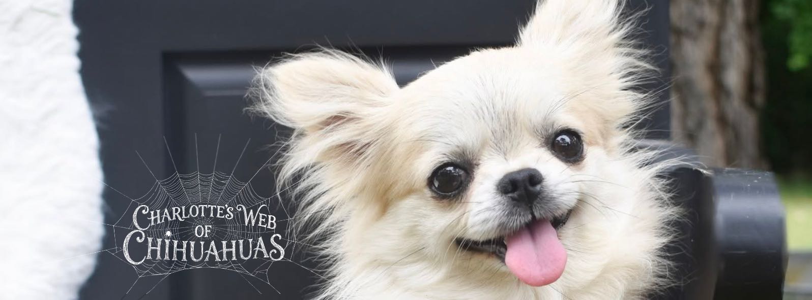 Charlotte's Web of Chihuahuas