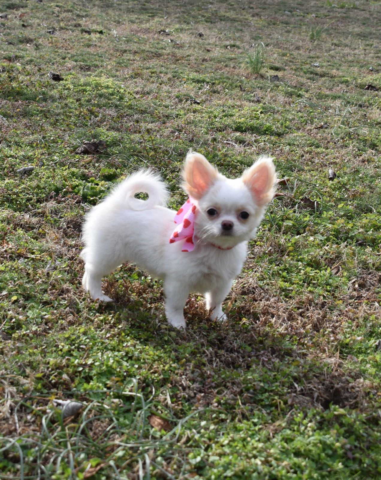 Past Charlotte's Web Chihuahua puppy