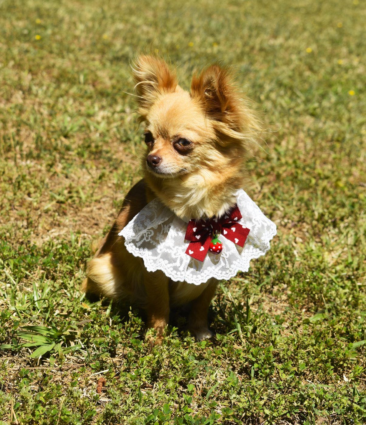 Charlotte's Web's Sophia's Lil' Treasure, a Sable Long Coat at Charlotte's Web of Chihuahuas