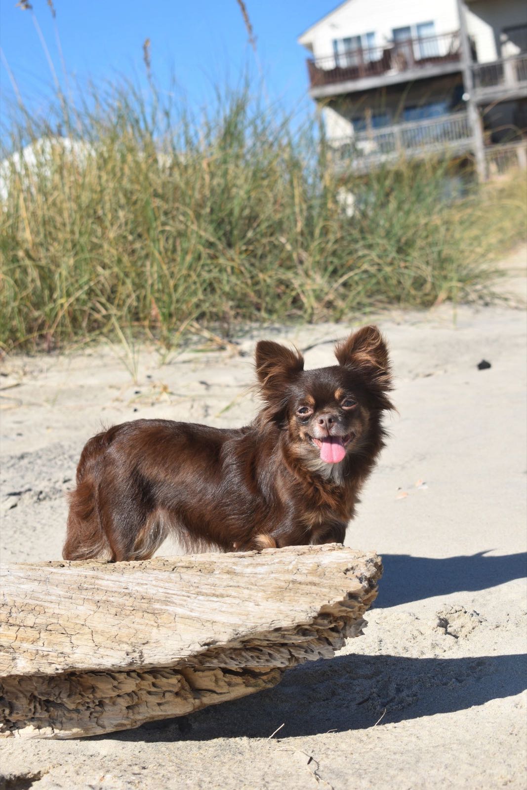 Tessy, a Long Coat Chocolate Tri (AKC) at Charlotte's Web of Chihuahuas