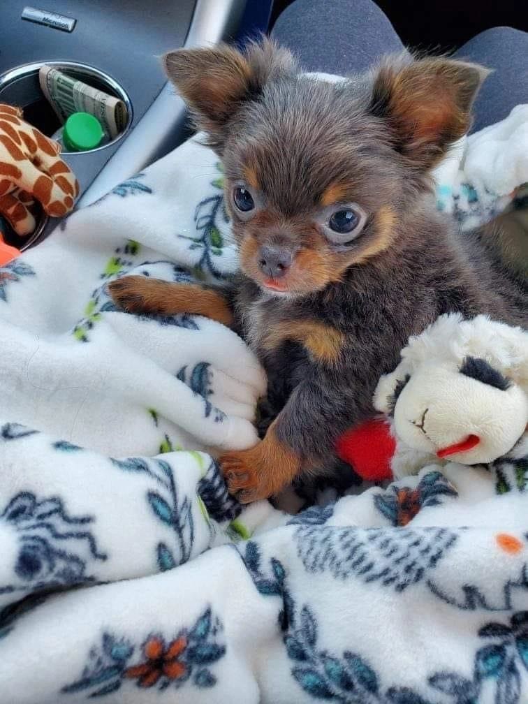 Charlotte's Web Chihuahua in their new home