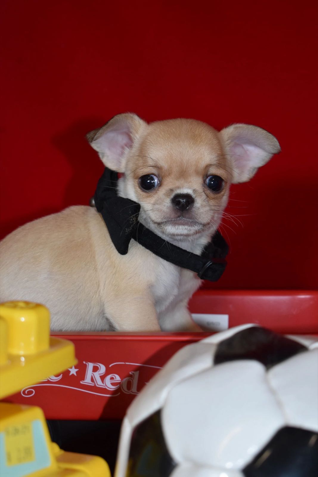 Past Charlotte's Web Chihuahua puppy
