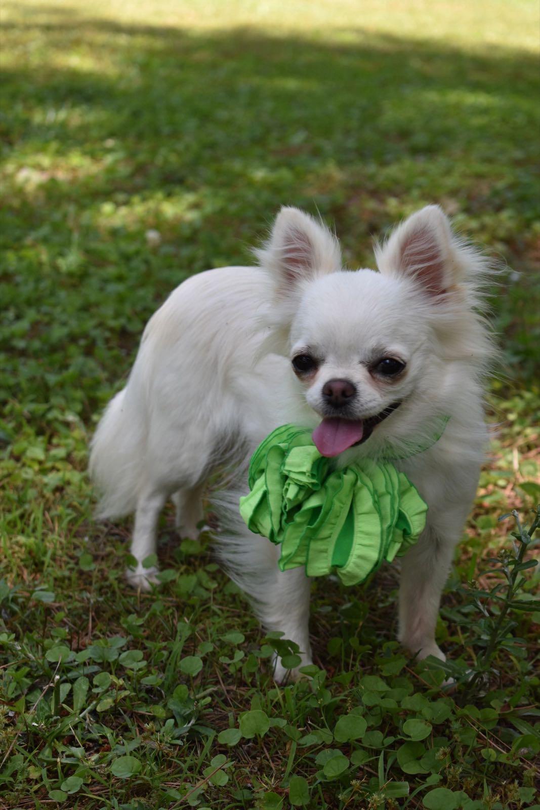 Marquis Court's Joy's Pixie Stick, a White Long Coat at Charlotte's Web of Chihuahuas