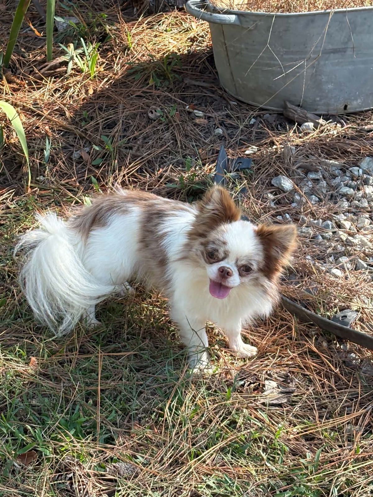 Charlotte's Web's Sleek Ferrari's Trail of Envy, a Lilac Merle at Charlotte's Web of Chihuahuas