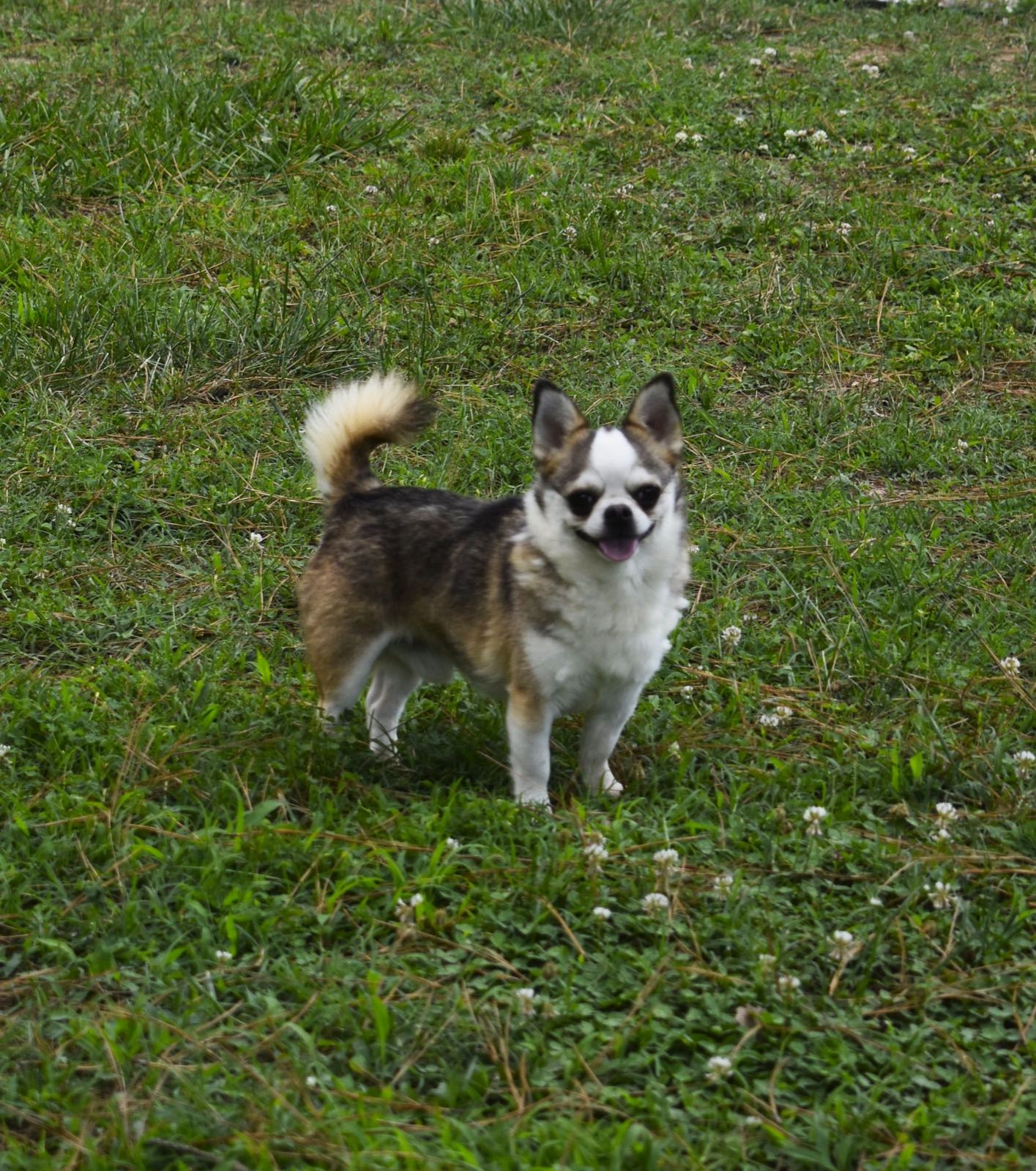 Charlotte's Web's Debonair Diego's Disquise, a Smooth Coat Wolf Sable at Charlotte's Web of Chihuahuas