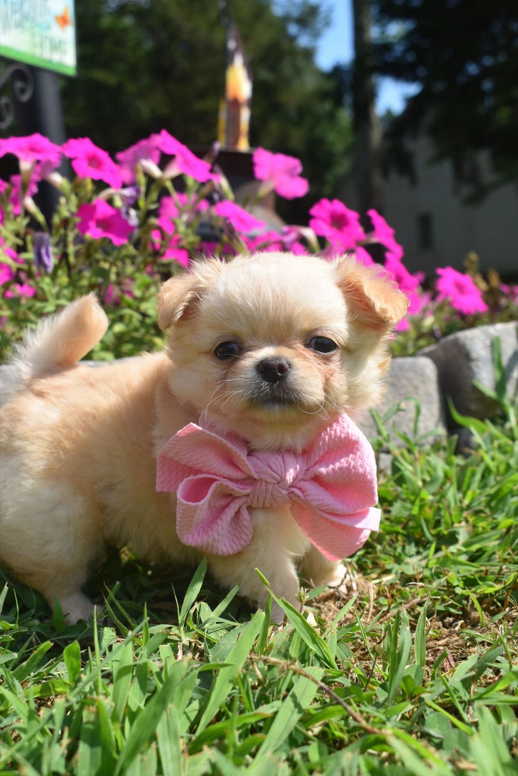 Past Charlotte's Web Chihuahua puppy
