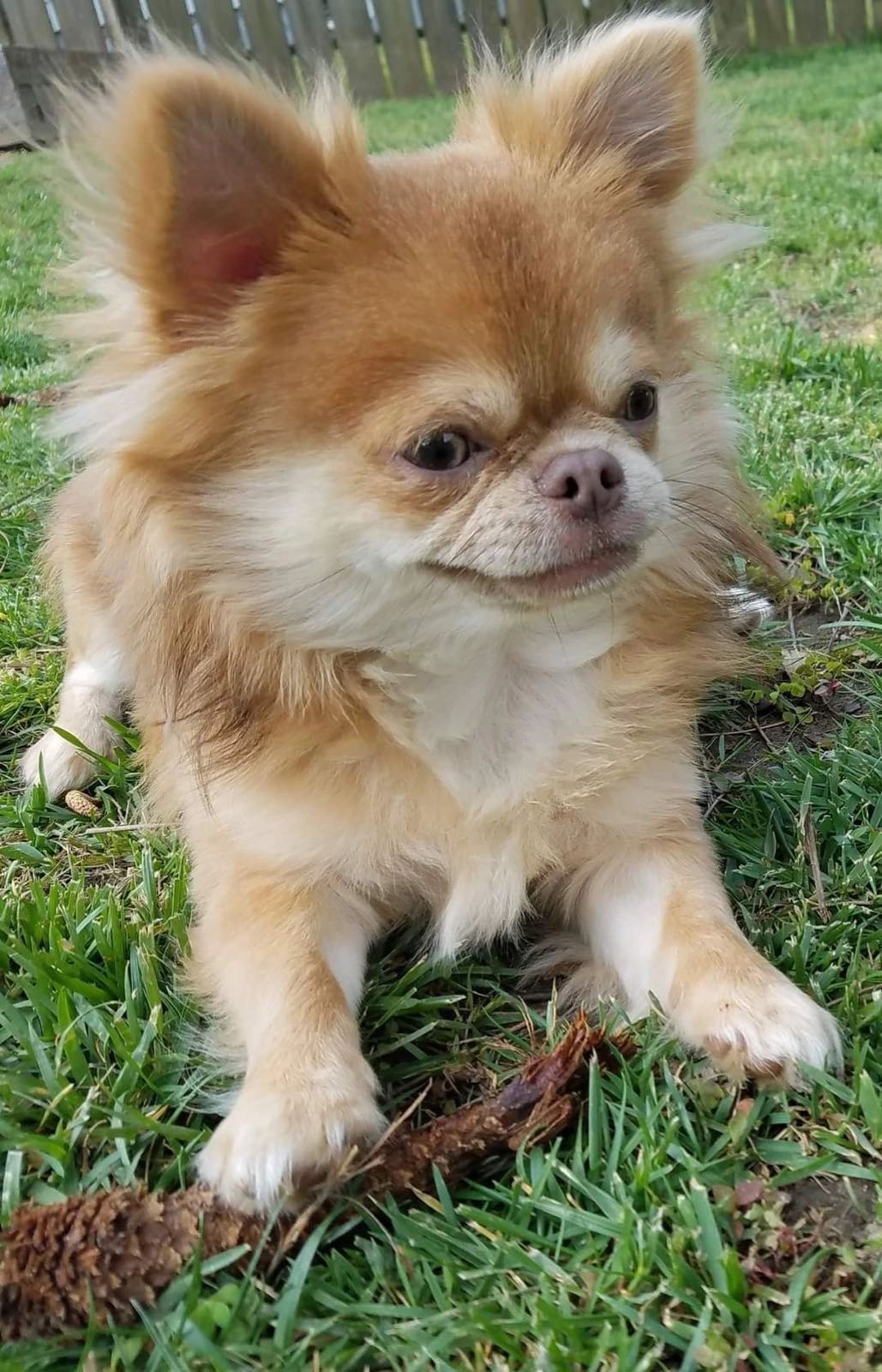 Charlotte's Web Chihuahua in their new home