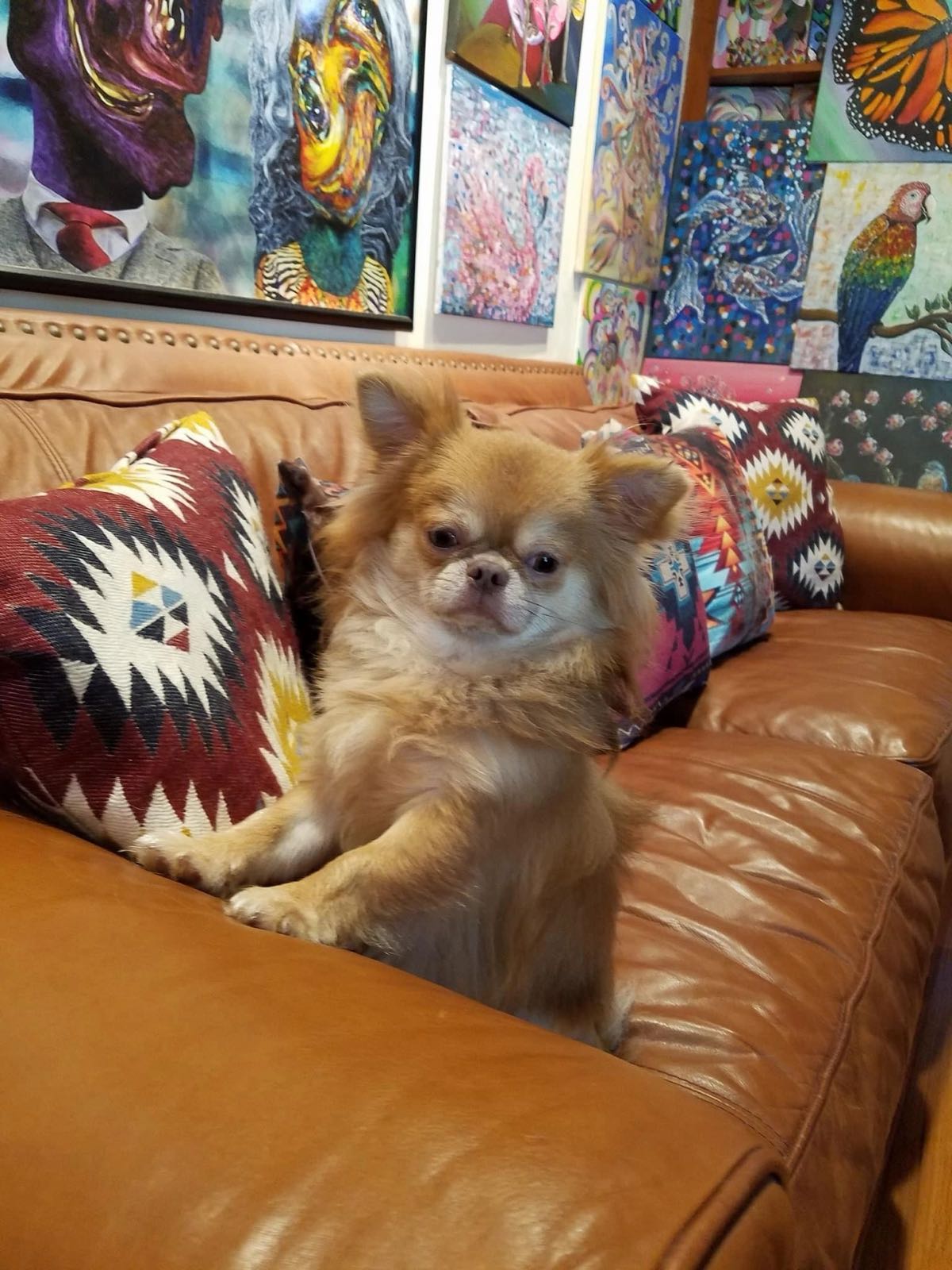 Charlotte's Web Chihuahua in their new home
