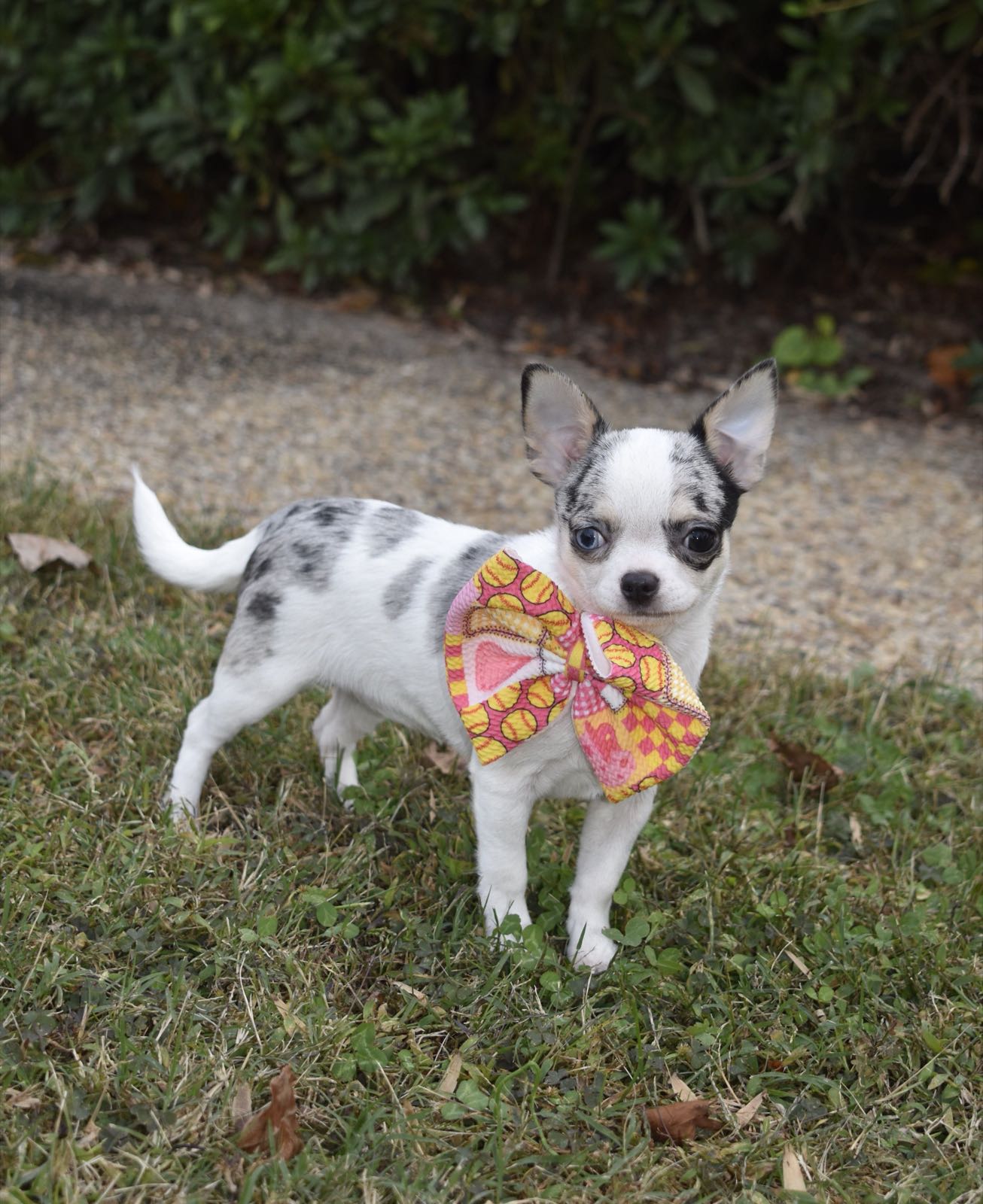 Lil' Treasures Truly A Dream Come True, a Blue Merle at Charlotte's Web of Chihuahuas