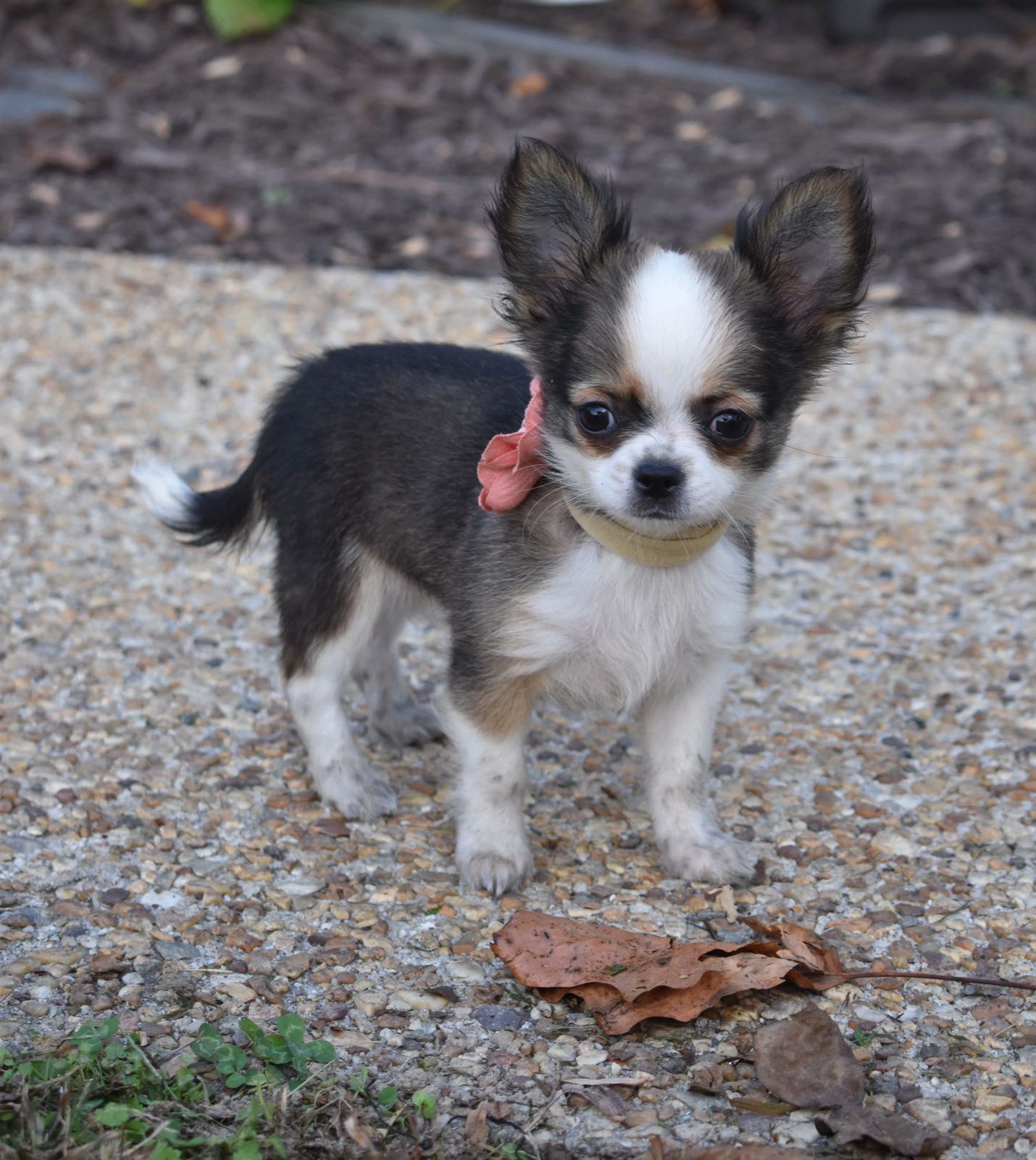 Past Charlotte's Web Chihuahua puppy
