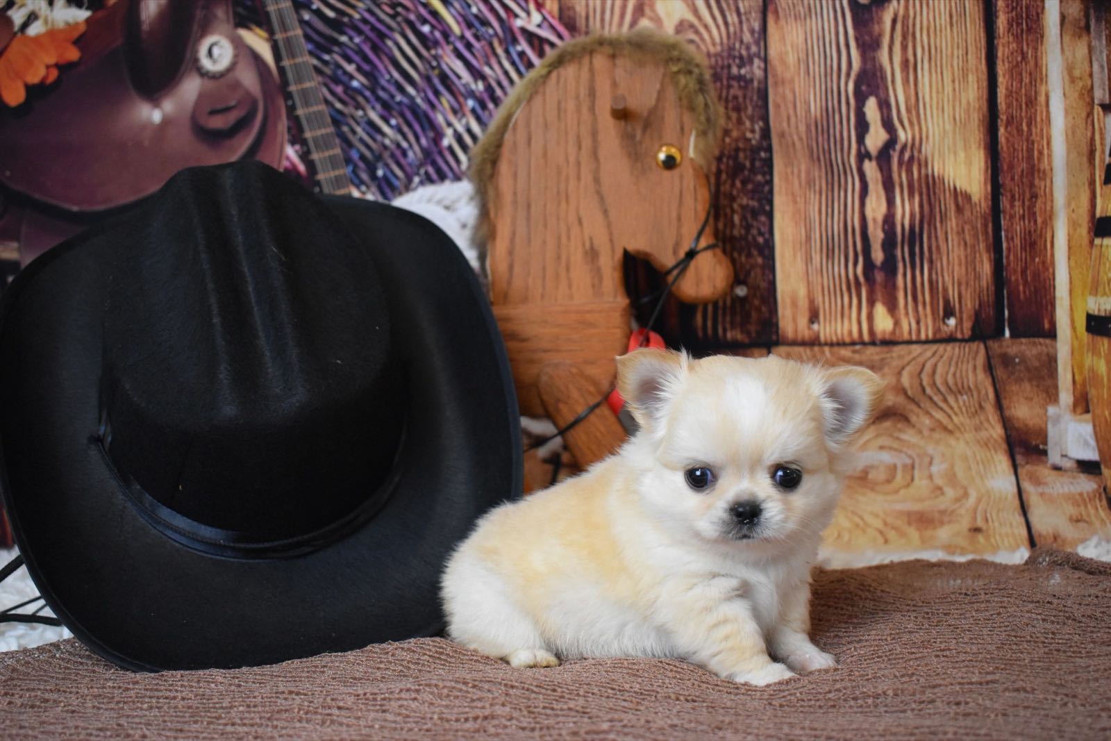 Past Charlotte's Web Chihuahua puppy