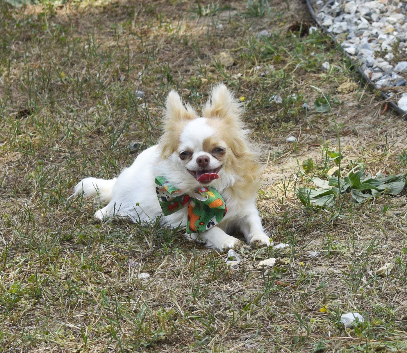 Waiting For a Girl Like You At Charlotte's Web, a Chihuahua at Charlotte's Web of Chihuahuas
