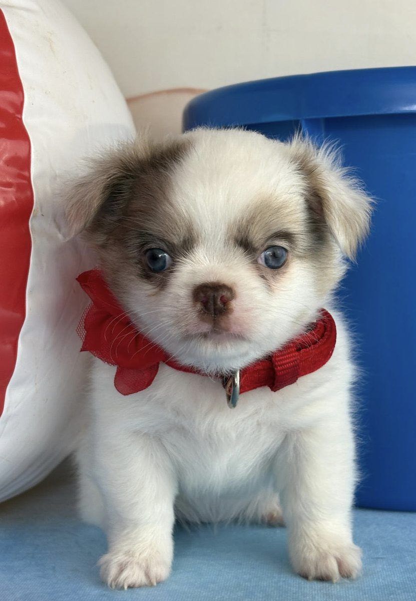 Submit a Puppy Application