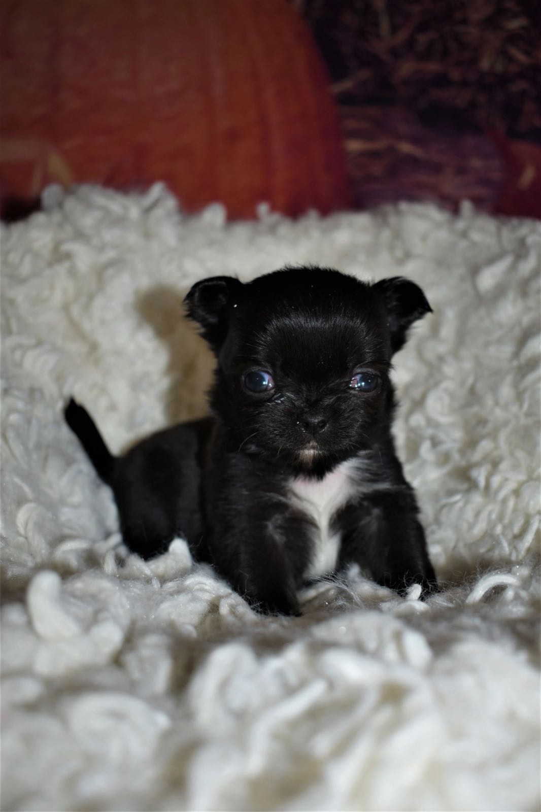 Around the farm at Charlotte's Web of Chihuahuas