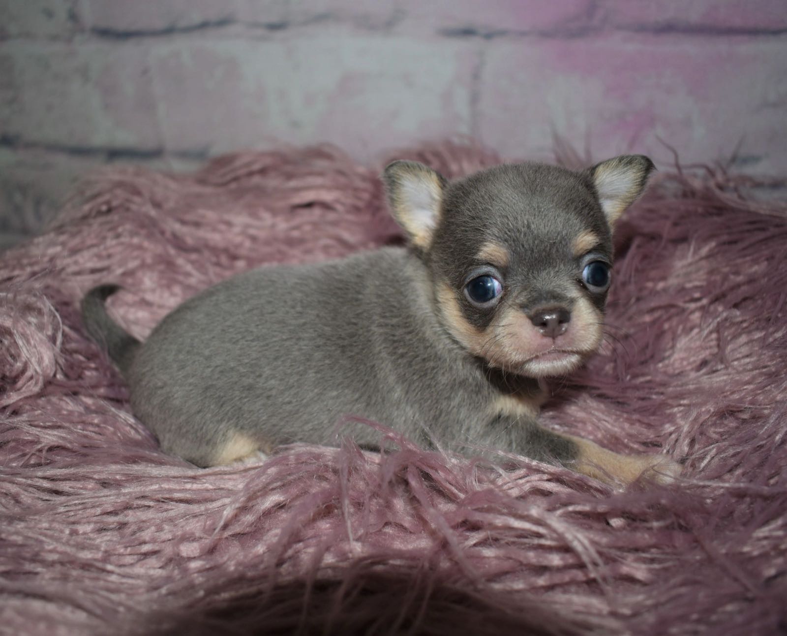 Chihuahua at Charlotte's Web
