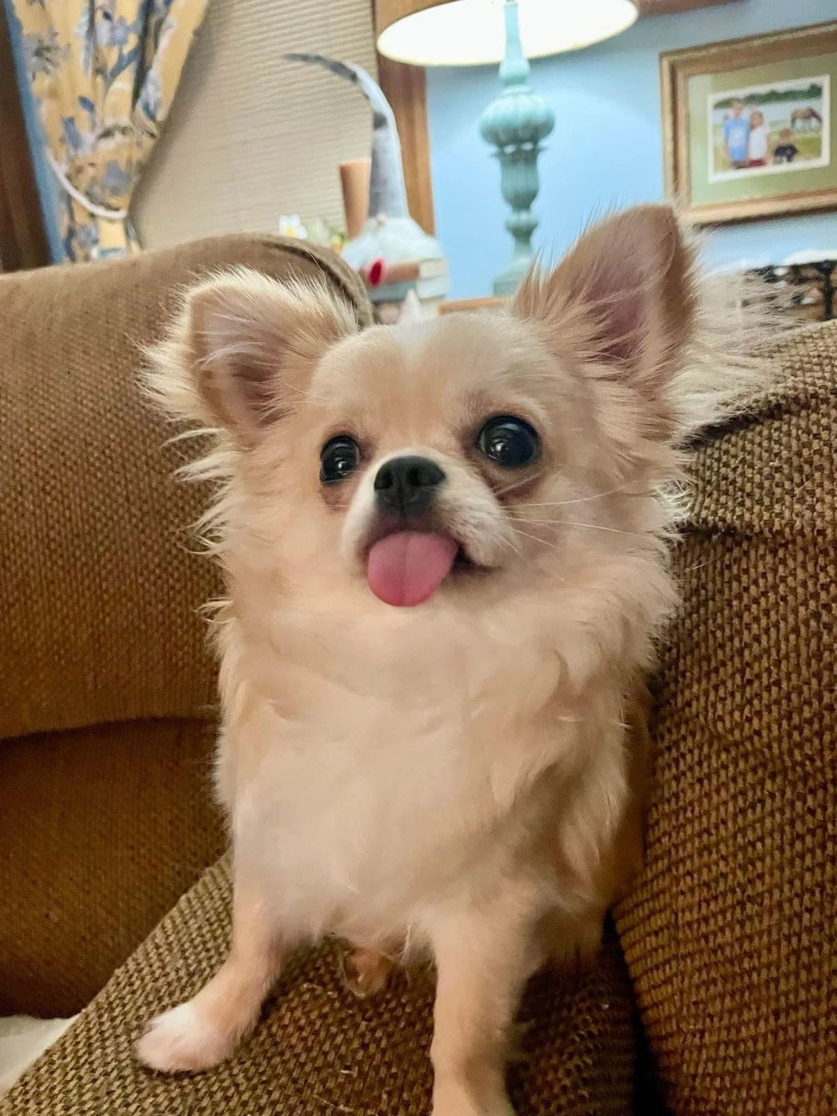 Charlotte's Web Chihuahua in their new home
