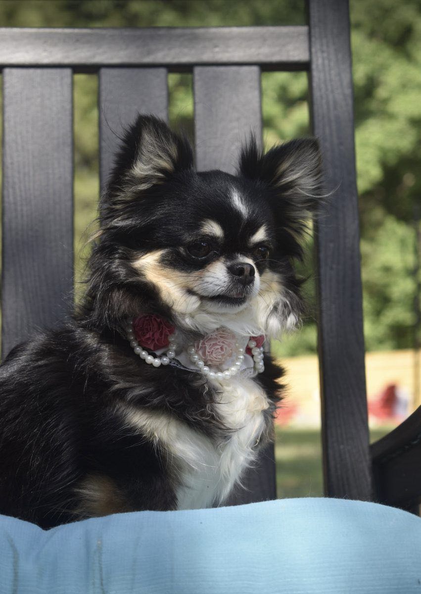 Charlotte's Web's Mad Hatter of Memories, a Black & Tan Long Coat at Charlotte's Web of Chihuahuas