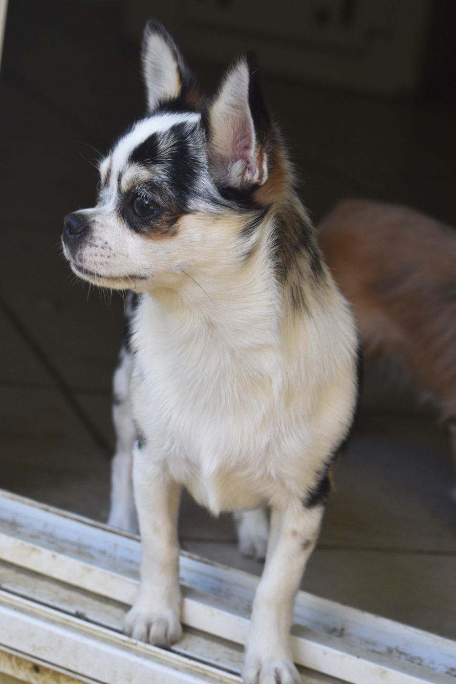 Charlotte's Web's Boujee' In My Denim, a Black Merle at Charlotte's Web of Chihuahuas