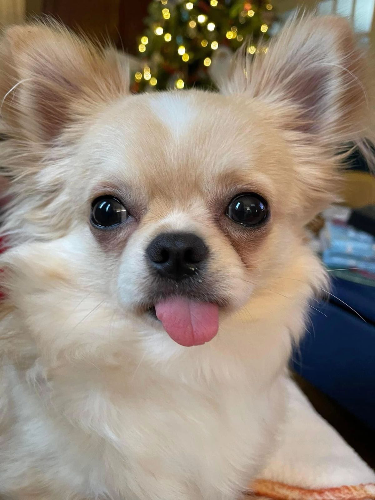 Charlotte's Web Chihuahua in their new home