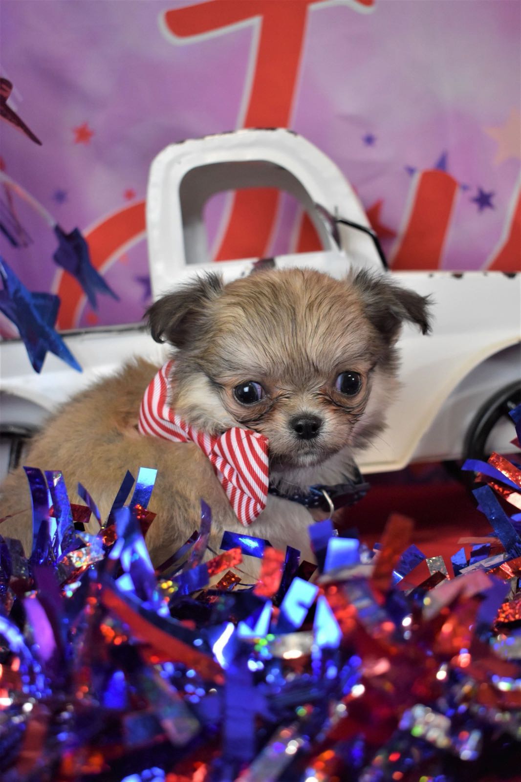Past Charlotte's Web Chihuahua puppy