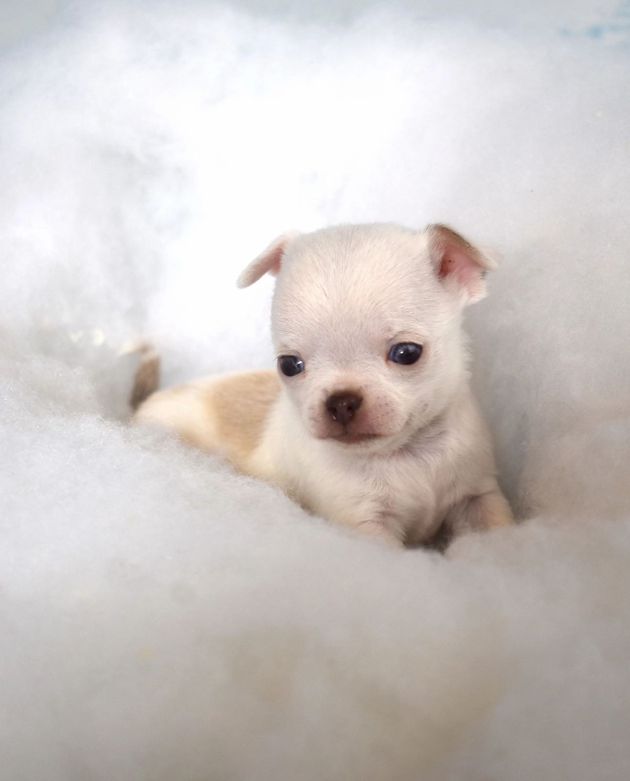 Past Charlotte's Web Chihuahua puppy