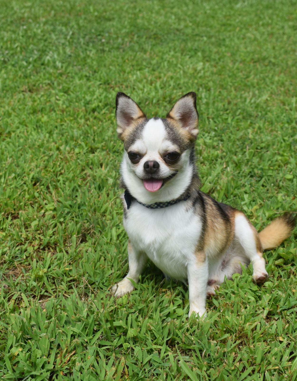 Charlotte's Web's Debonair Diego's Disquise, a Smooth Coat Wolf Sable at Charlotte's Web of Chihuahuas