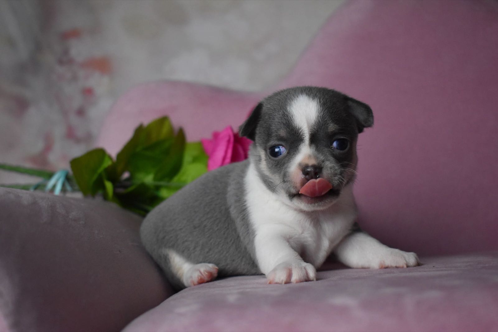 Past Charlotte's Web Chihuahua puppy