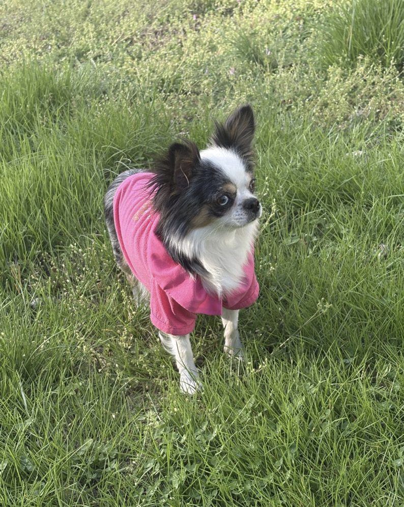 Charlotte's Web's Mystic Mountain, a Black Merle at Charlotte's Web of Chihuahuas