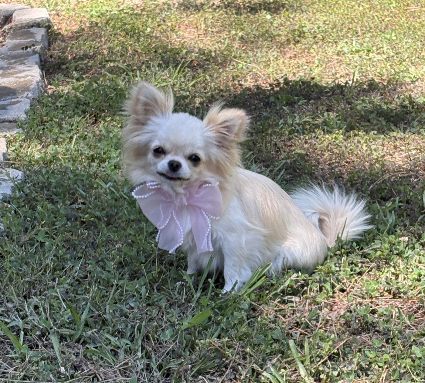 Charlotte's Web's Elsa The Ice Queen of Arendale, a Cream Long Coat at Charlotte's Web of Chihuahuas