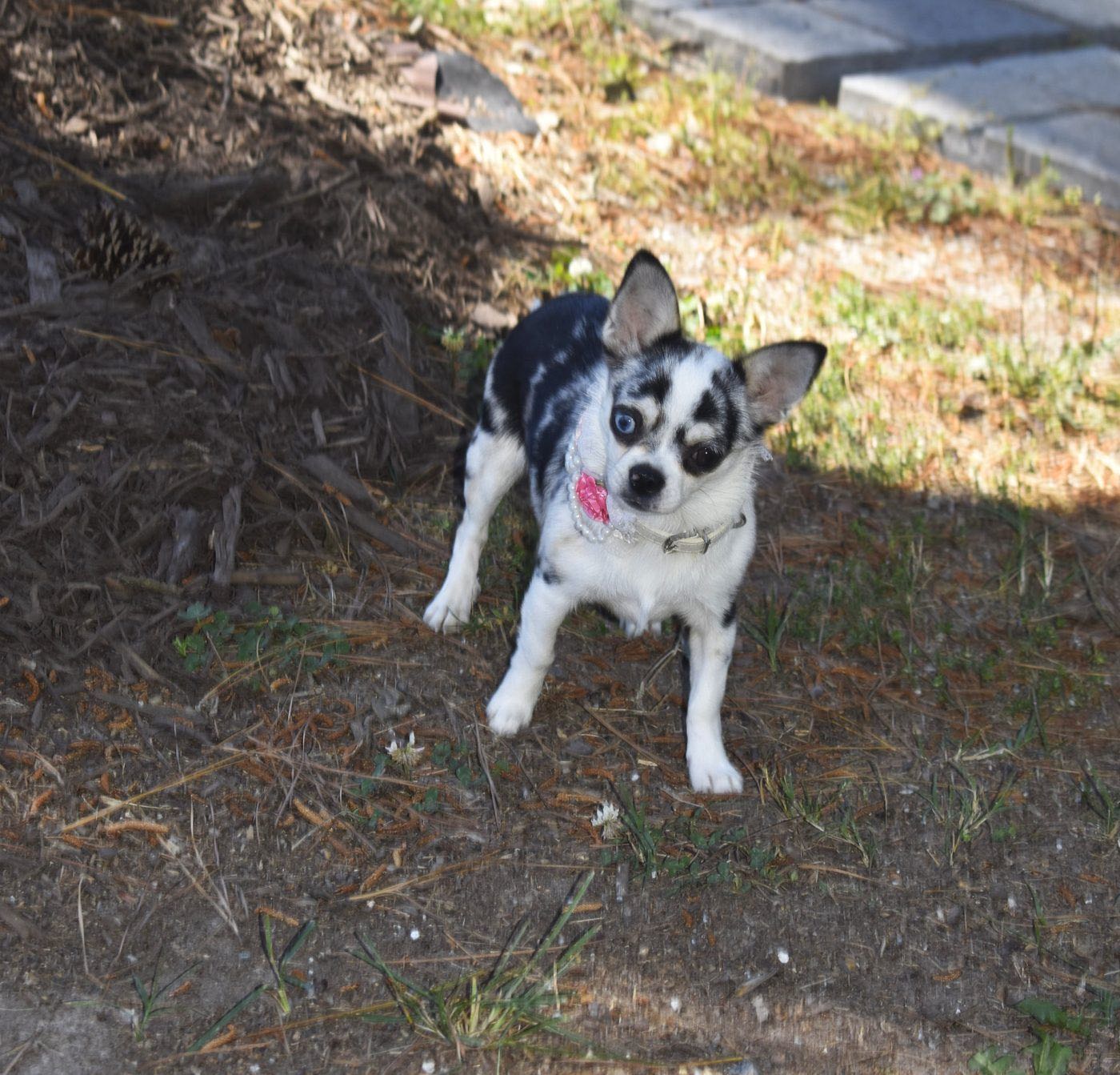Charlotte's Web's Boujee' In My Denim, a Black Merle at Charlotte's Web of Chihuahuas