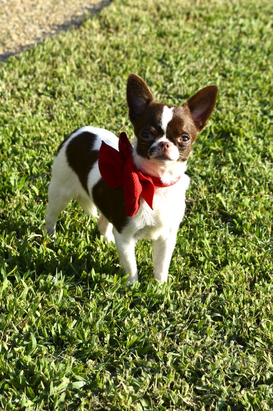 Charlotte's Web's Rasha French Over The Border, a Chocolate Spotted on White at Charlotte's Web of Chihuahuas