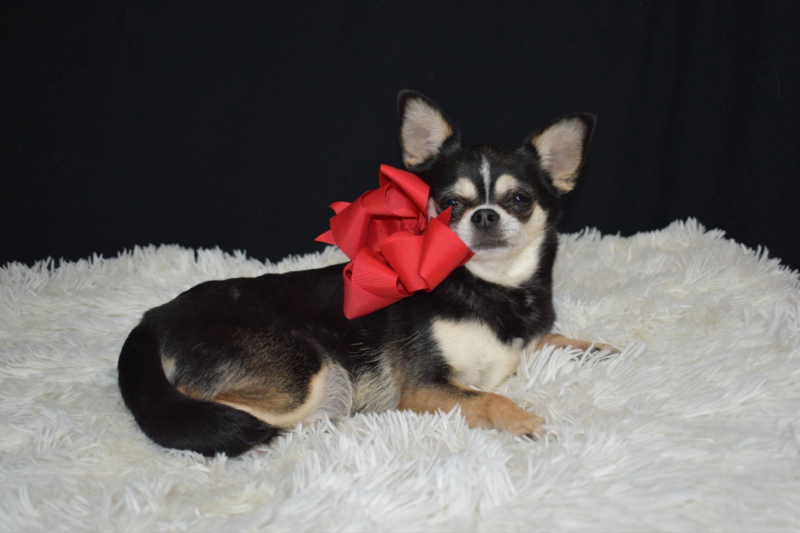 Charlotte, a Black Tri at Charlotte's Web of Chihuahuas