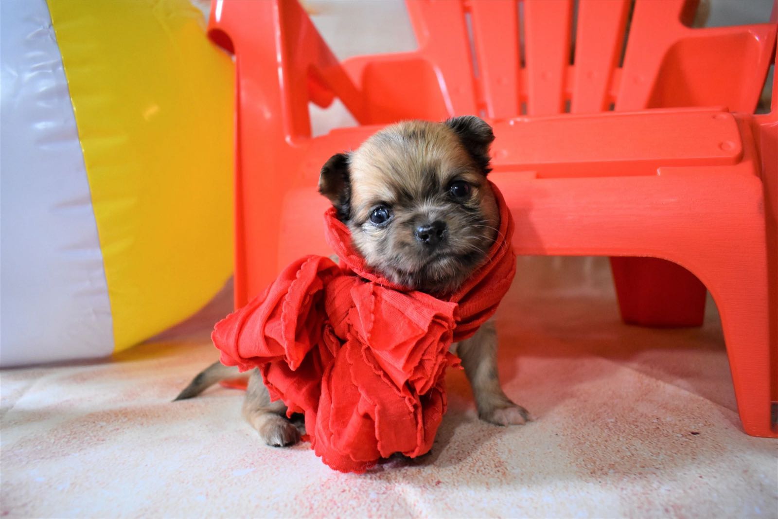 Past Charlotte's Web Chihuahua puppy