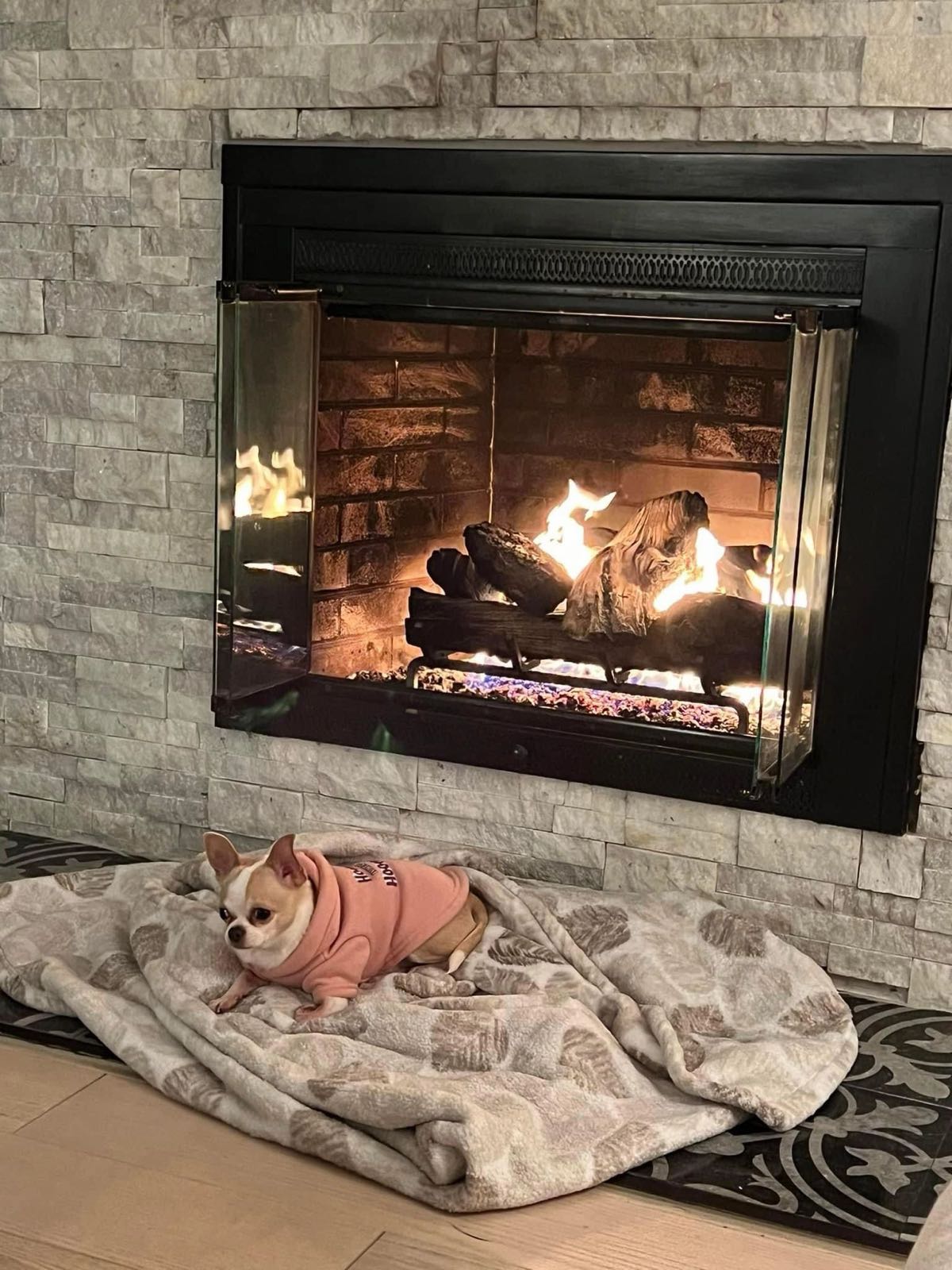 Charlotte's Web Chihuahua in their new home