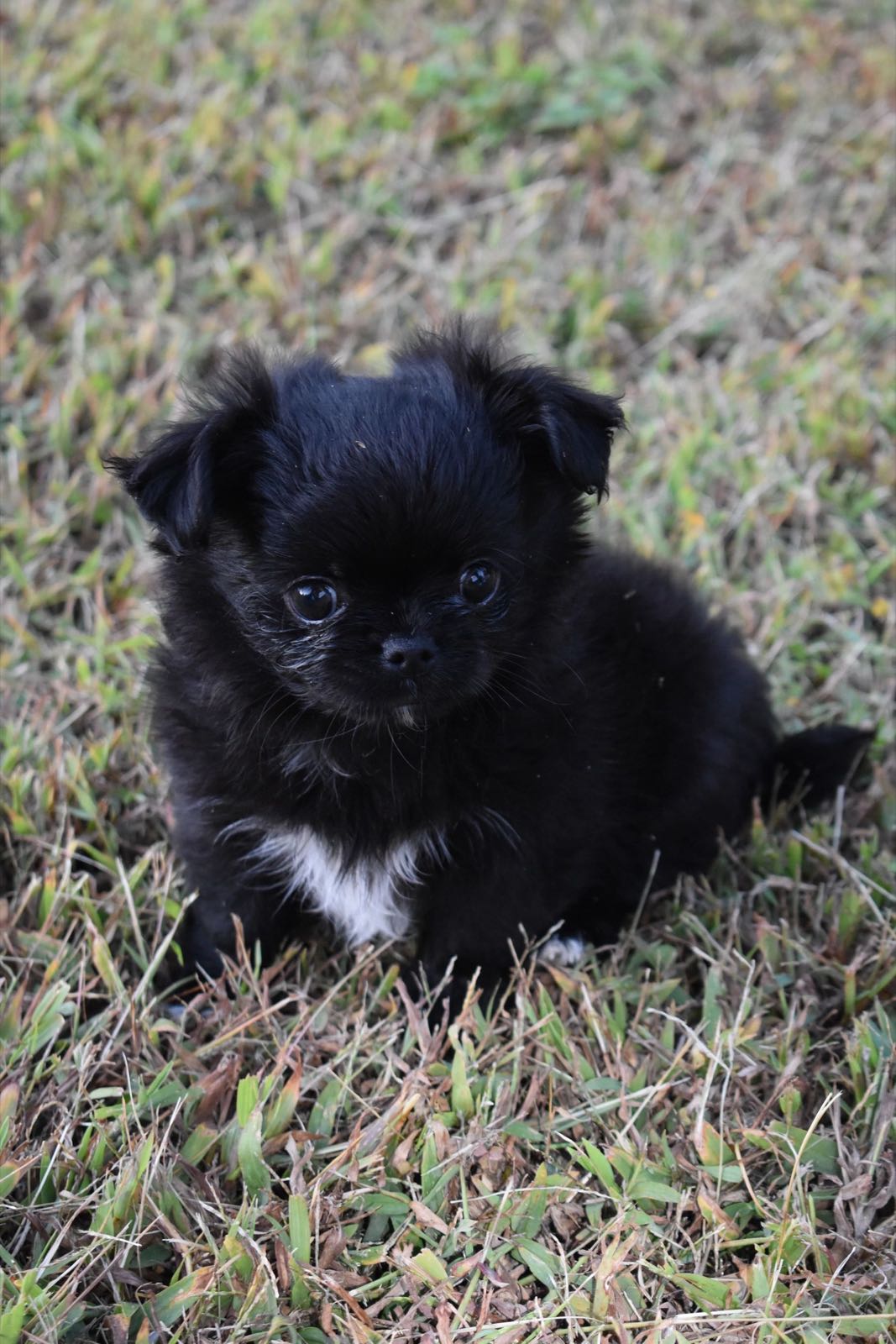 Around the farm at Charlotte's Web of Chihuahuas