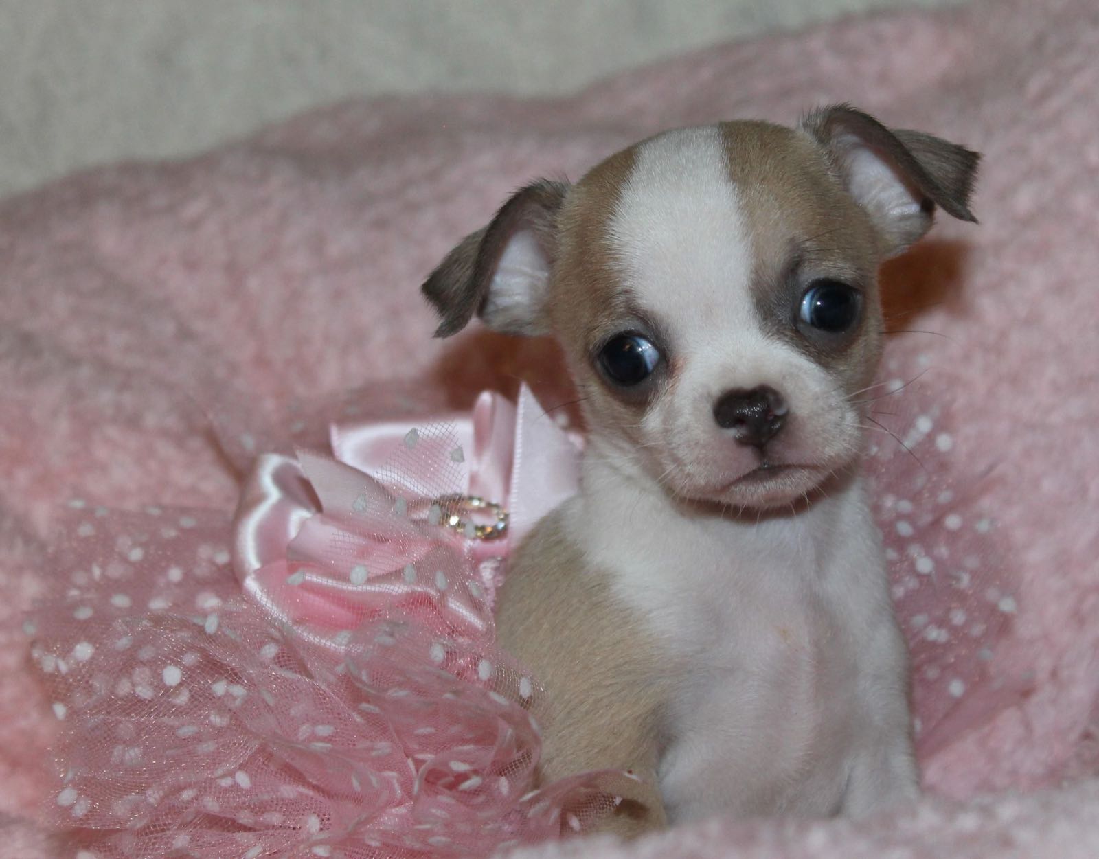 Past Charlotte's Web Chihuahua puppy