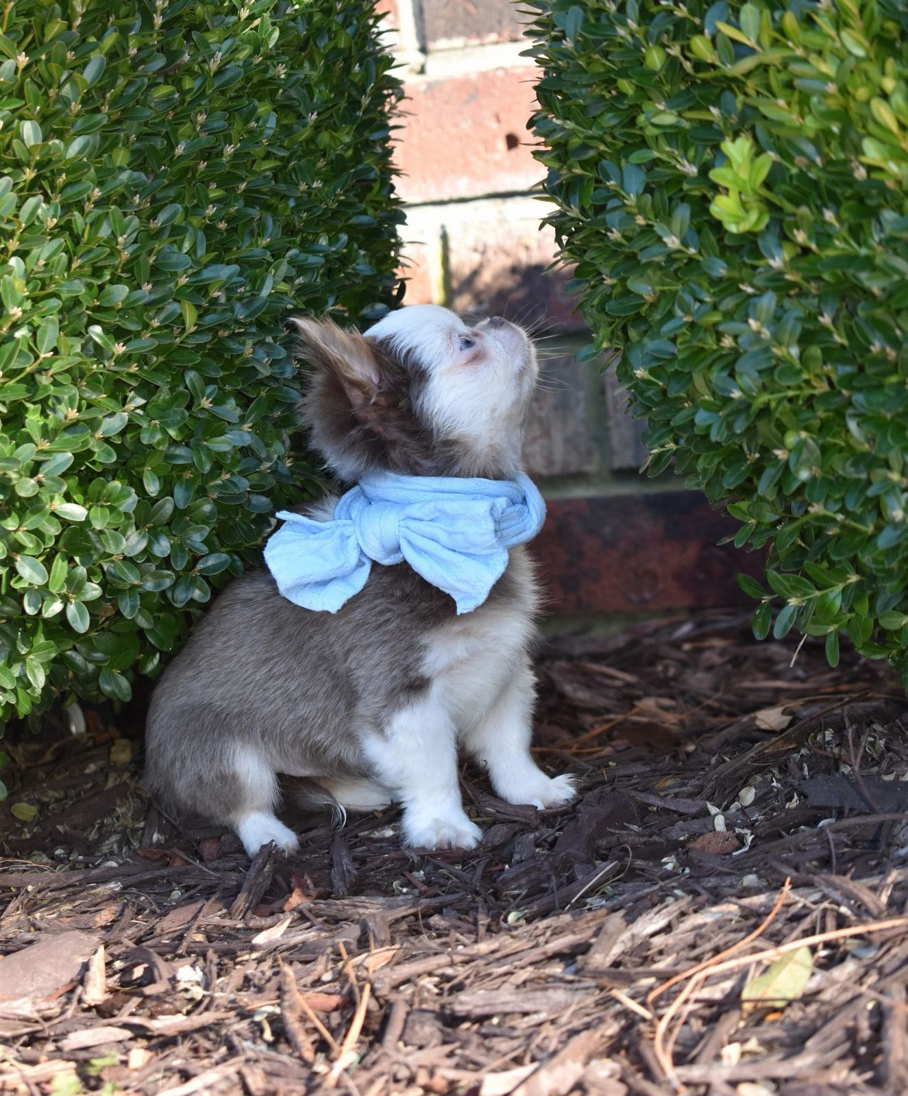 Past Charlotte's Web Chihuahua puppy