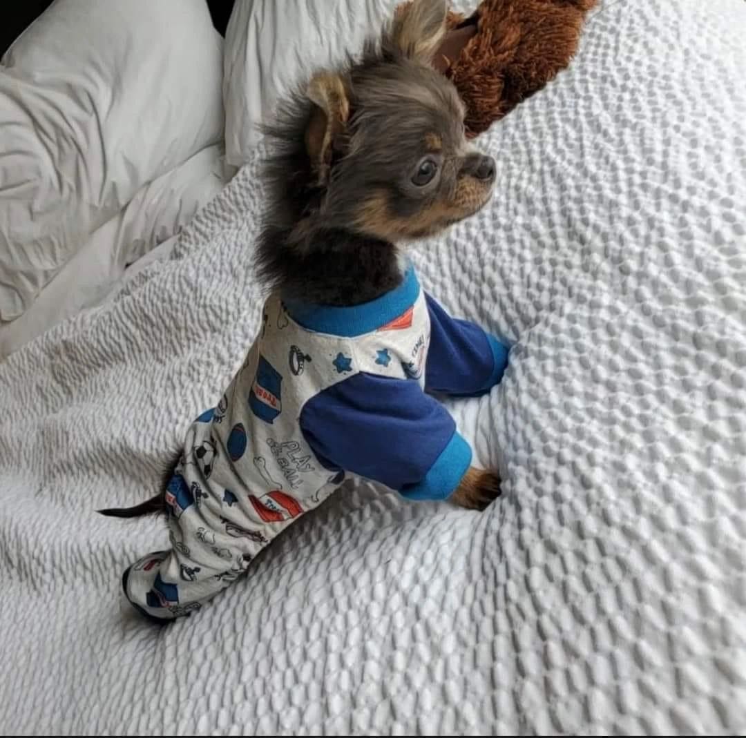 Charlotte's Web Chihuahua in their new home