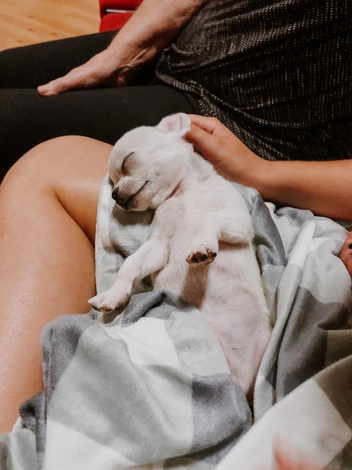 Charlotte's Web Chihuahua in their new home