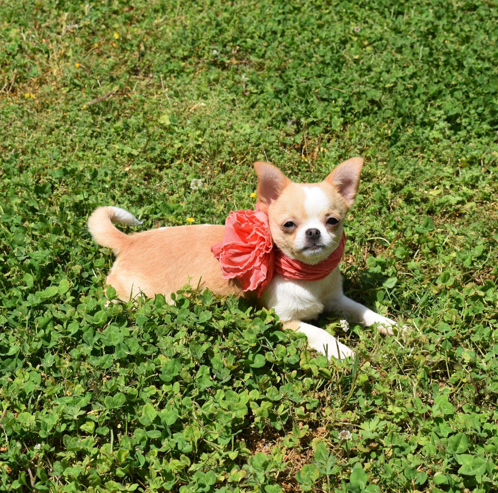 Past Charlotte's Web Chihuahua puppy