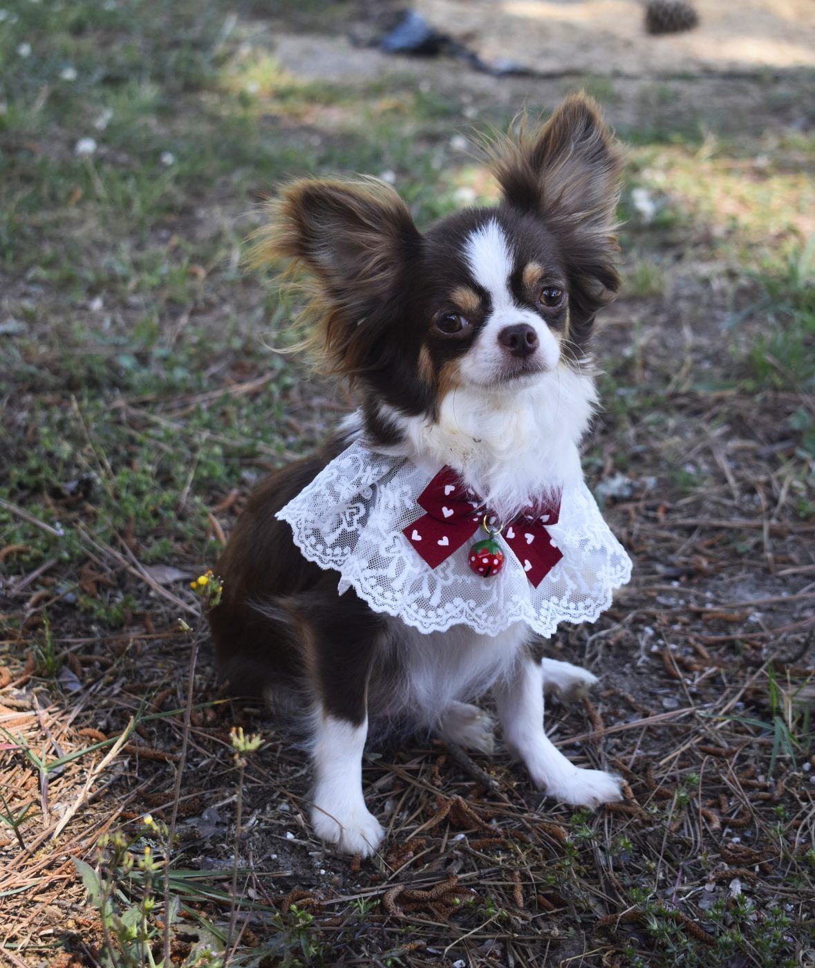 Charlotte's Web's Chanels Lil' Black Dress, a Chocolate Tri Long Coat at Charlotte's Web of Chihuahuas