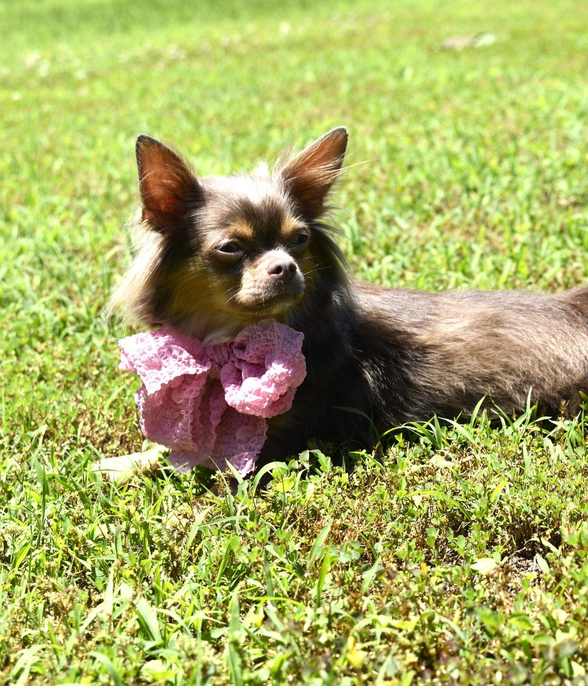 Charlotte's Web's Singing The Jazzy Blues, a Lilac at Charlotte's Web of Chihuahuas
