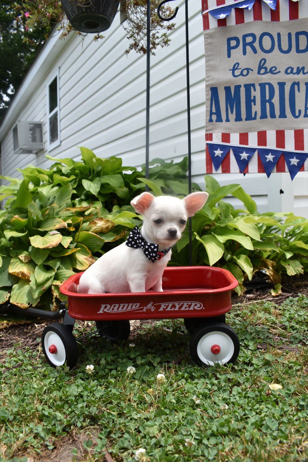 Chihuahua at Charlotte's Web