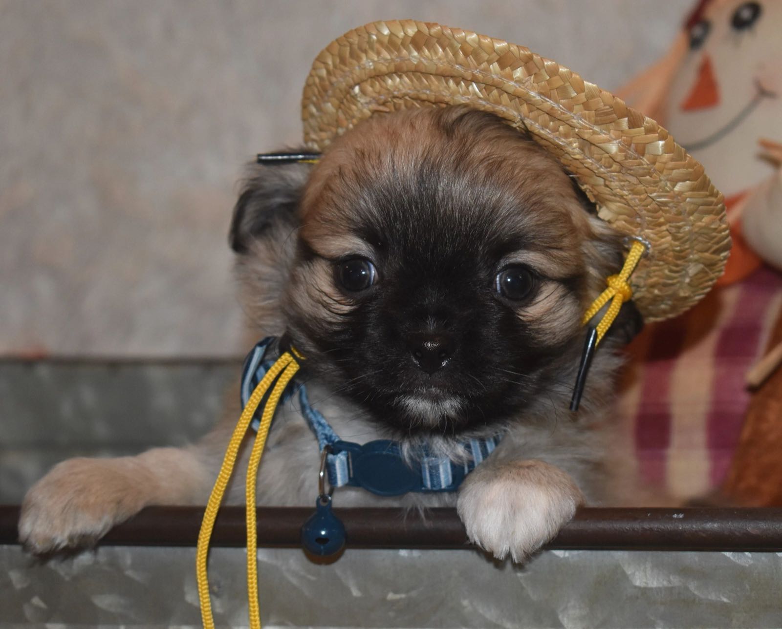 Chihuahua at Charlotte's Web