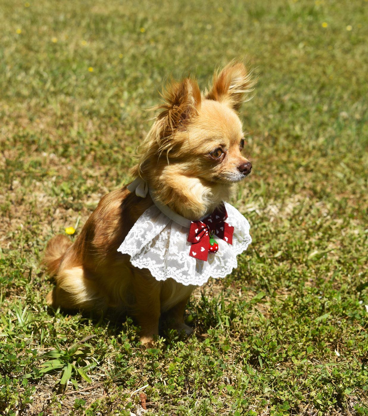 Charlotte's Web's Sophia's Lil' Treasure, a Sable Long Coat at Charlotte's Web of Chihuahuas