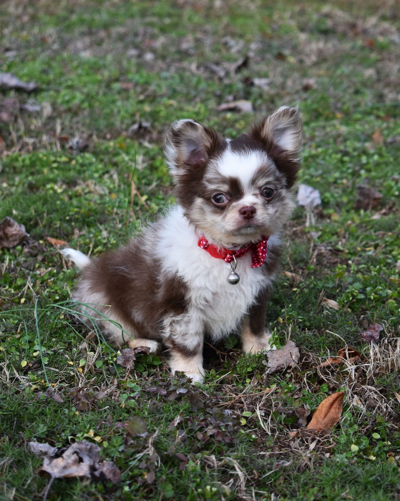 Past Charlotte's Web Chihuahua puppy